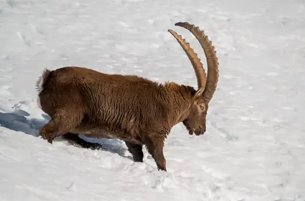 Hubertus Hunting