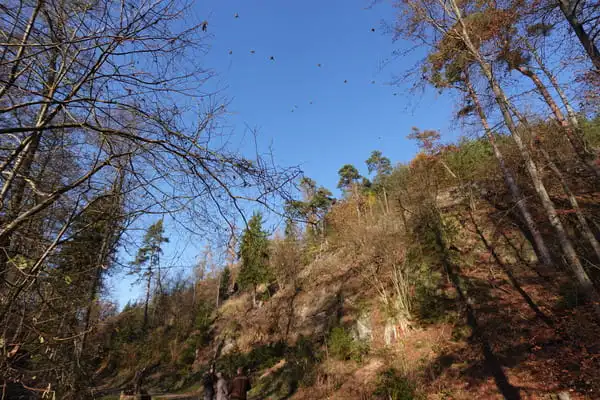 Hubertus Hunting