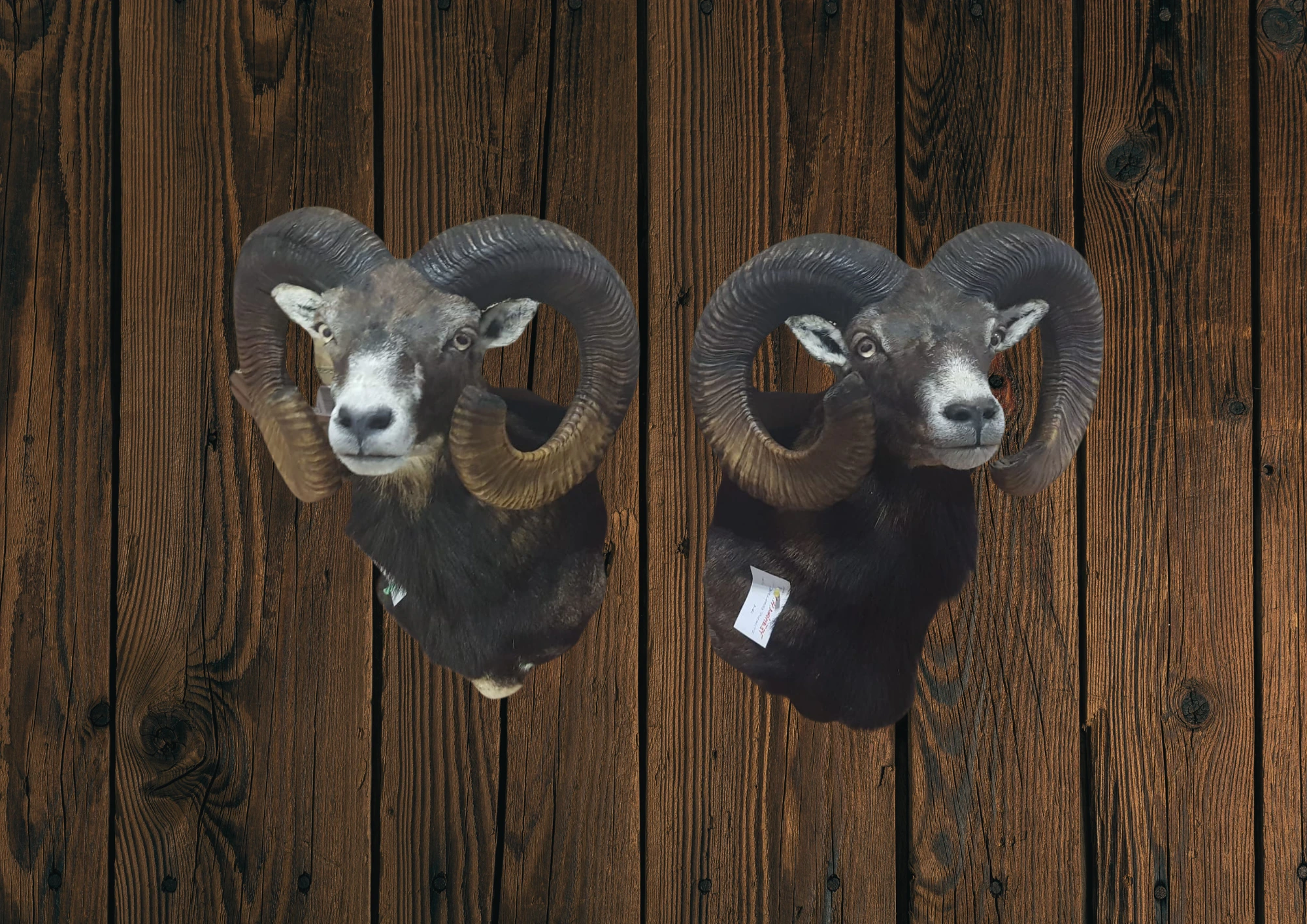 Hubertus Hunting