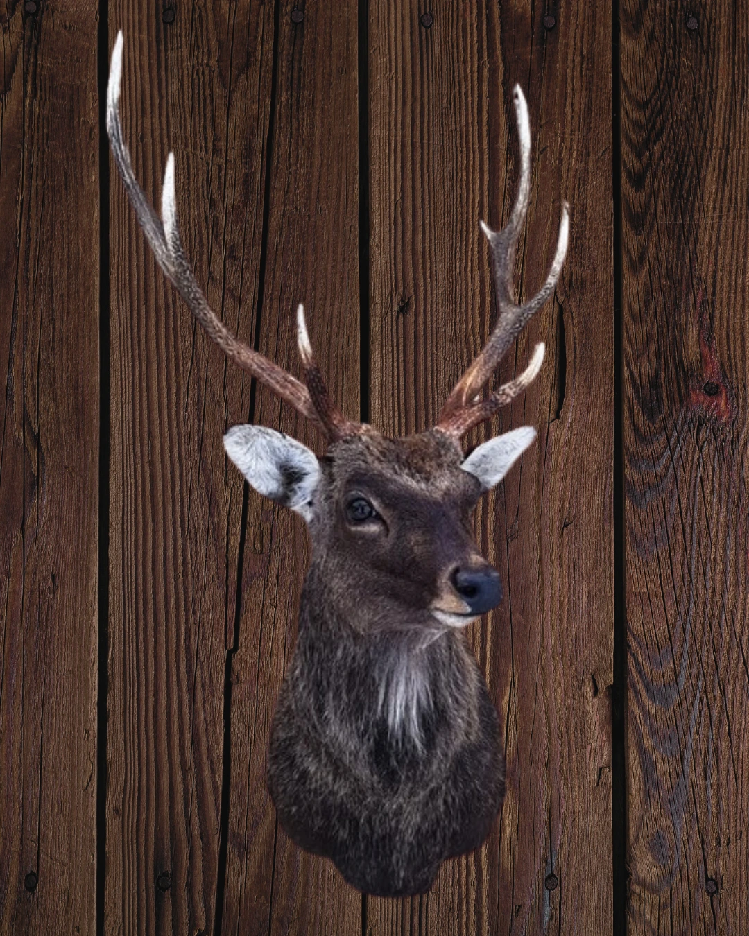 Hubertus Hunting