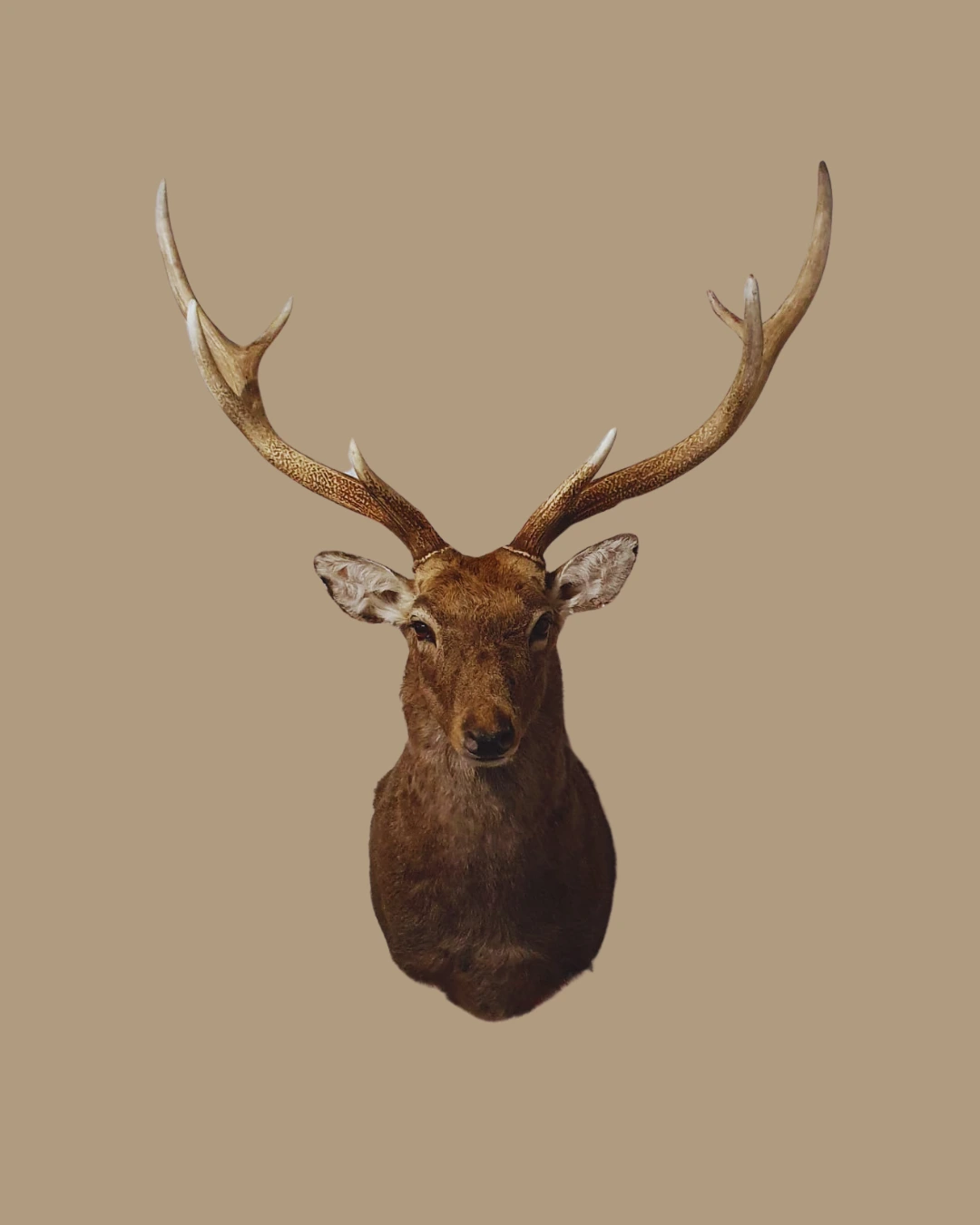 Hubertus Hunting
